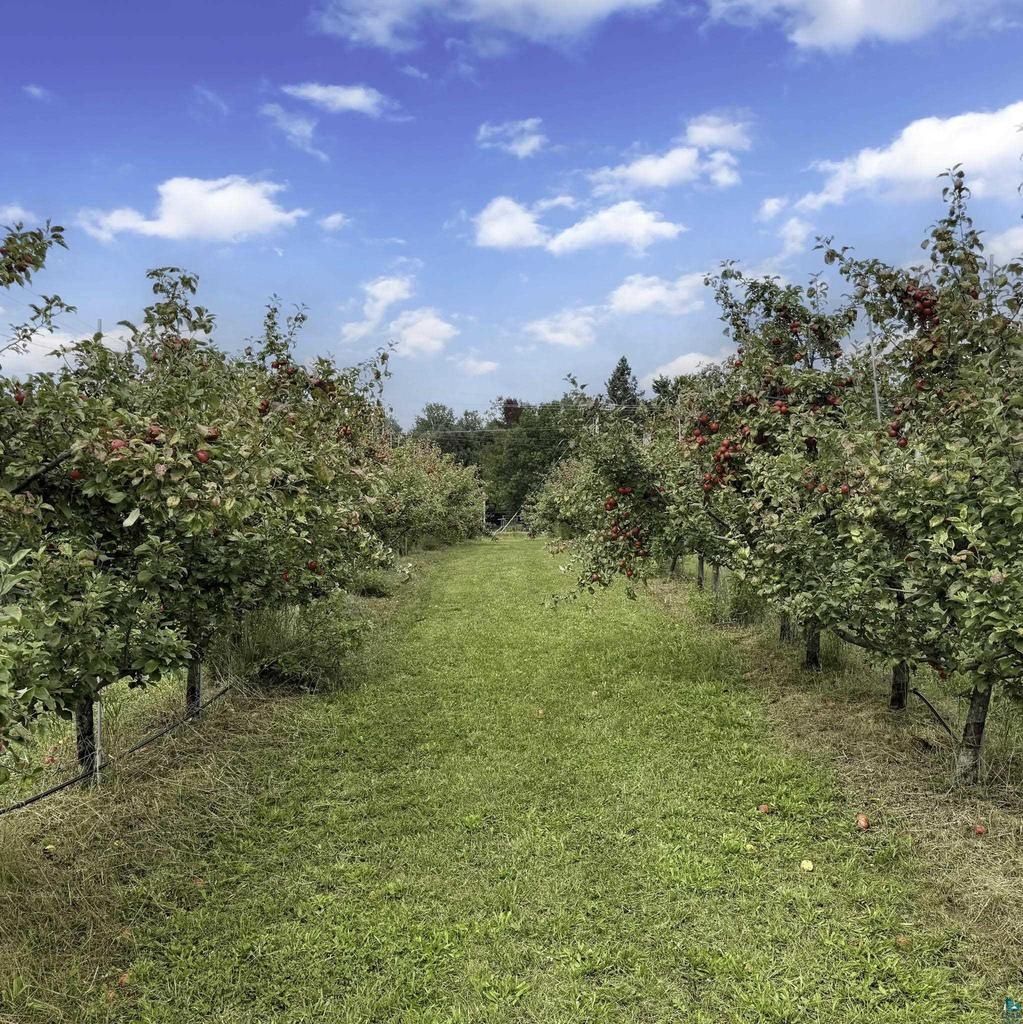 A mown lane between rows of apple trees under a blue sky.