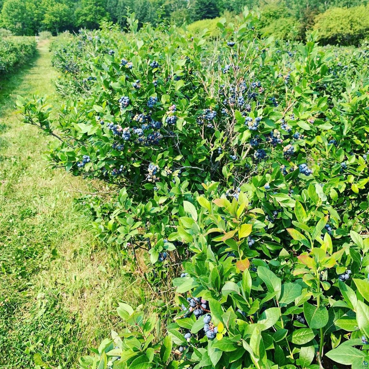 Blueberry bushes heavy with ripe fruit.