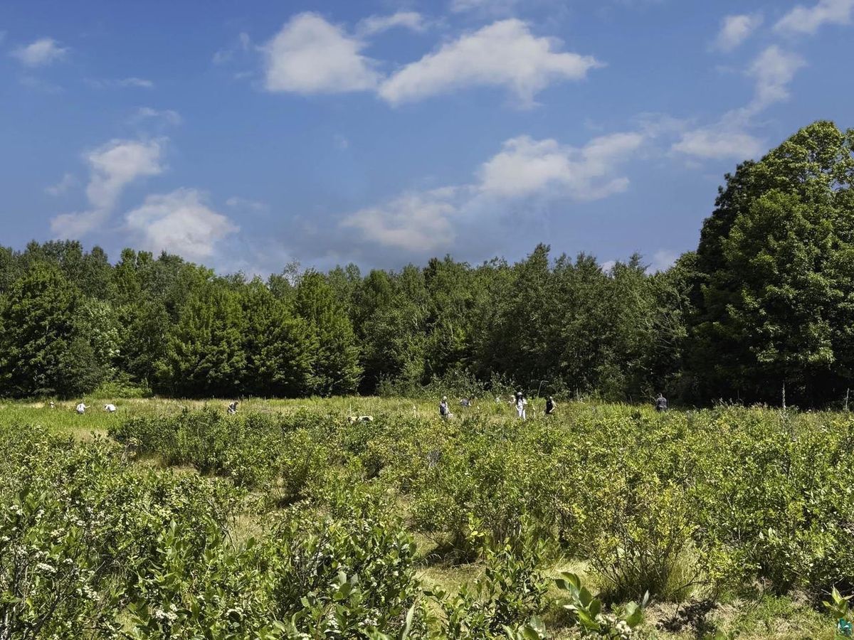 The blueberry field in summer, edged by tall trees.