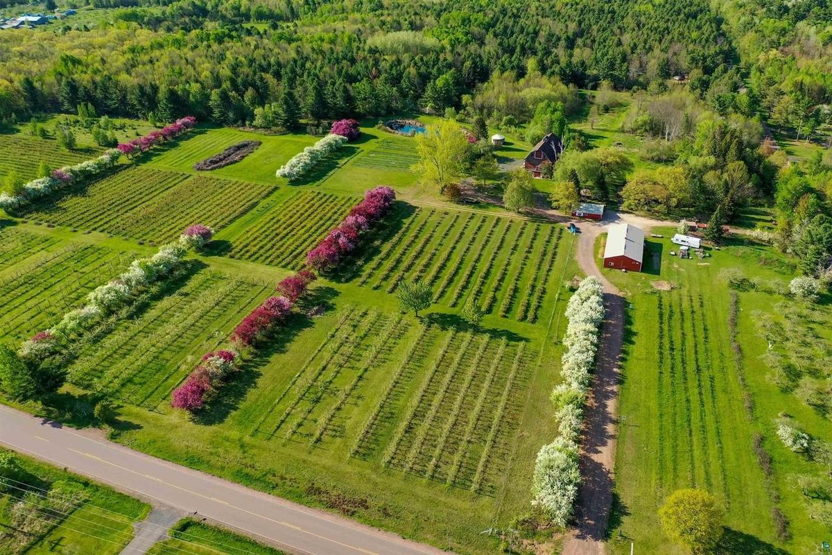 Aerial view of the blossoming rows and the red pole barn.