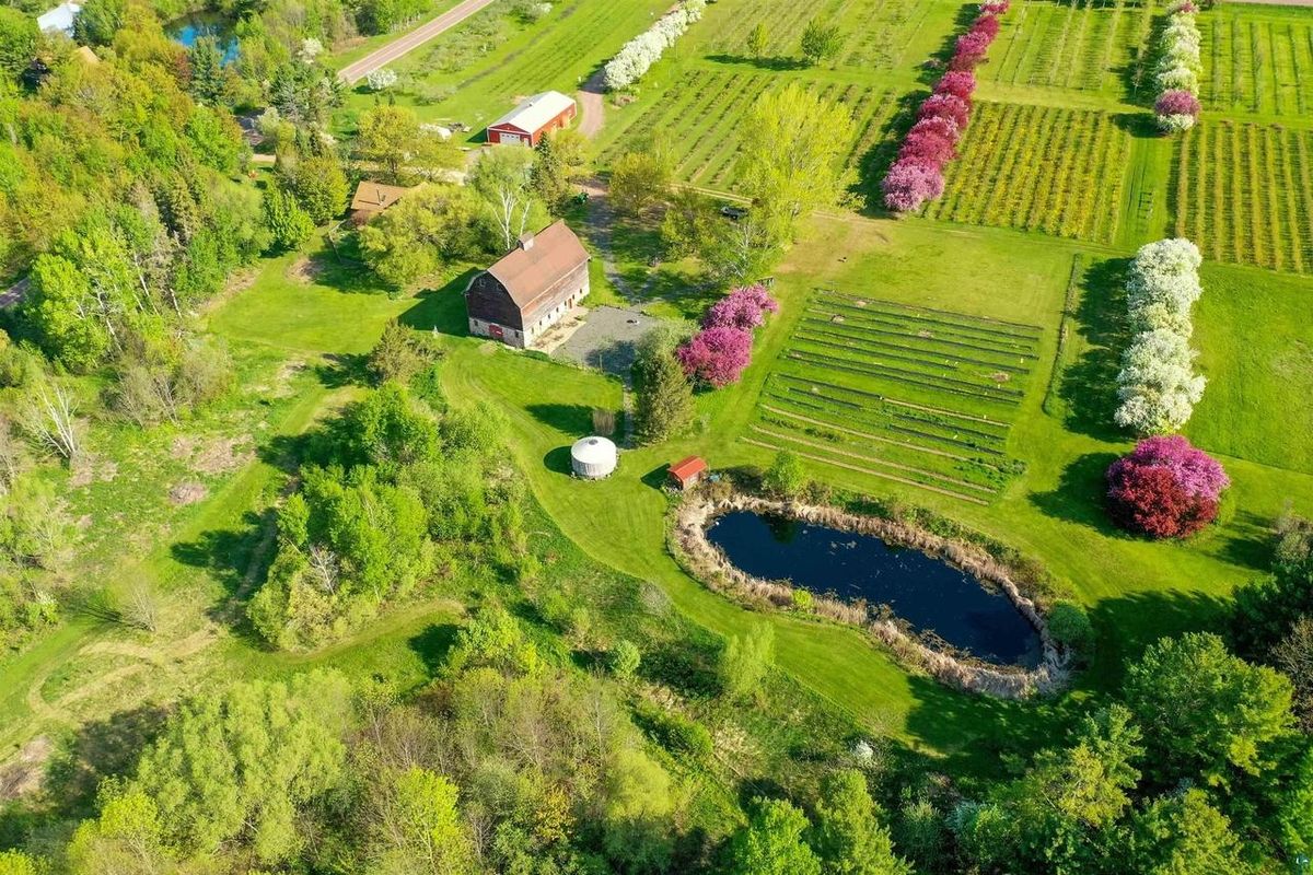 Aerial view of the pond, the barn, and the orchard rows in spring bloom.